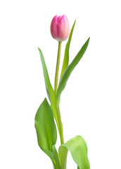 Beautiful tulip flower on white background