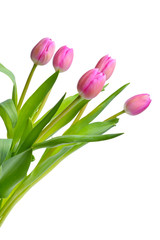 Beautiful tulip flowers on white background