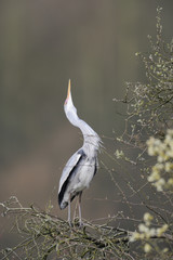 Graureiher Ardea cinerea