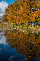 秋のラクウショウ