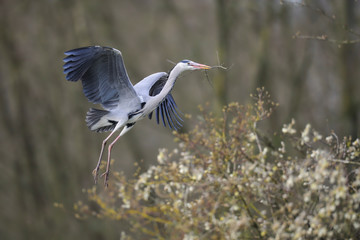 Graureiher Ardea cinerea