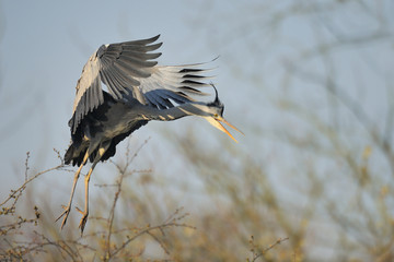 Graureiher Ardea cinerea