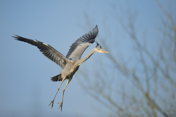 Obraz premium Graureiher Ardea cinerea