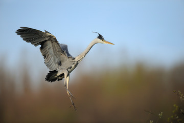 Graureiher Ardea cinerea