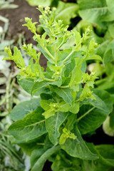 Fototapeta premium Fresh lettuce grows in the garden on a Sunny summer day. The texture of the greens.
