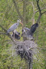 Graureiher Ardea cinerea
