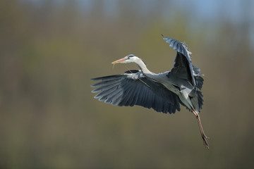 Graureiher Ardea cinerea