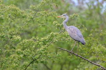 Graureiher Ardea cinerea