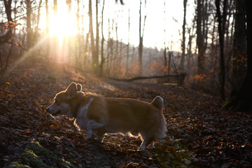 welsh corgi pembroke spacer z psem w lesie © Zuz