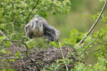 Graureiher Ardea cinerea
