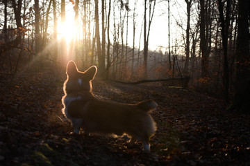 welsh corgi pembroke spacer z psem w lesie © Zuz