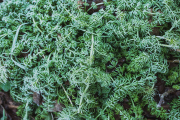 Trees and greenery covered with ice crystals in the form of icicles. Frosts with frost loss