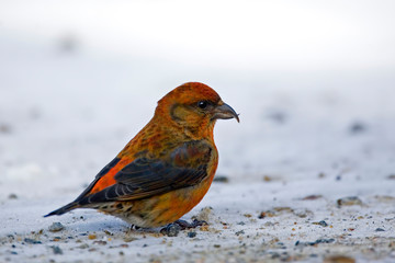 Male Red Crossbill, Loxia curvirostra, on ground