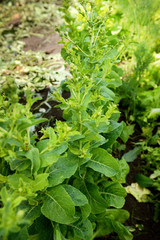 Fresh lettuce grows in the garden on a Sunny summer day. The texture of the greens.