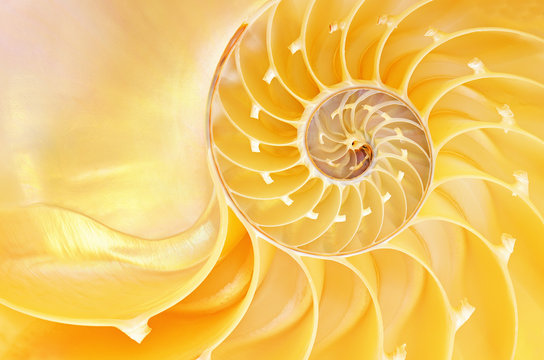 Fototapeta Close-up of a nautilus shell revealing its intricate patterns, textures, and details