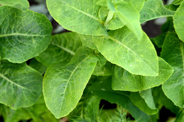 Fresh salad grows in the garden on a sunny summer day close-up. The texture of greenery.