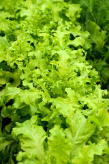 Fresh lettuce grows in the garden on a sunny summer day. The texture of greenery.