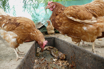 Hens feed on the traditional rural barnyard. Hen standing in grass on rural garden in countryside. Close up of chicken standing at barn yard with chicken coop. Free range poultry farming