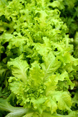 Fresh lettuce grows in the garden on a sunny summer day. The texture of greenery.