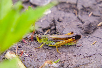 Locusts on the ground. Macro, close-up. Locust invasion