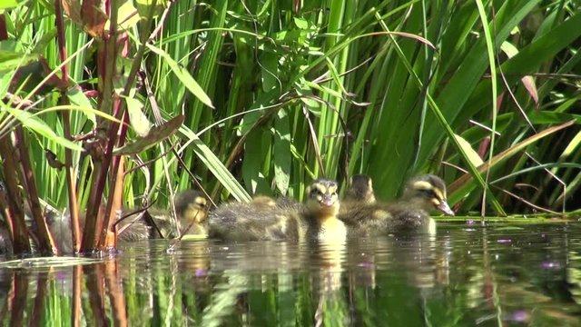 Natural offspring with our ducks in our own garden pond