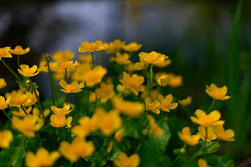 yellow flowers