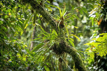 epiphytic plants and parasites in a Costa Rican rainforest