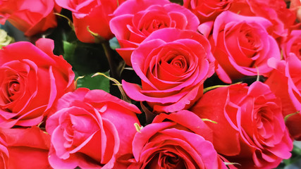 Romantic background of red roses. Gift concept for Valentine's Day, March 8 and Mother's Day.