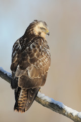 Mäusebussard Buteo buteo