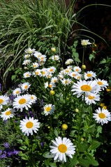 Daisies Growing Wild Style