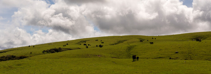 Rolling Fields and Sheep in New Zealand