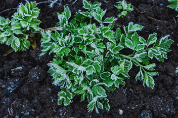 Trees and greenery covered with ice crystals in the form of icicles. Frosts with frost loss