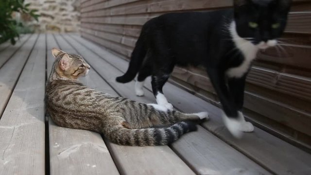 chats allong&eacute;s en terrasse