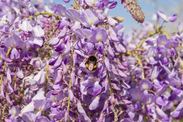 Wisteria purple flowers with bumblebee