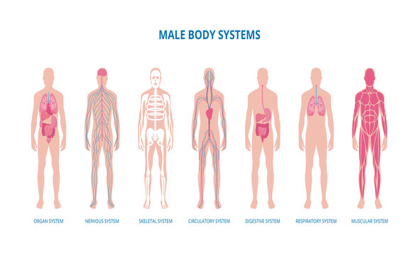 Male body system infographic set or banner flat vector illustration isolated.