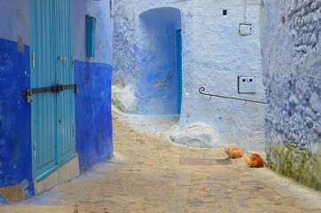Traditional moroccan architectural details and painted houses. street with flowers and bright blue walls with arch. Cats resting around the medina of chefchaouen.