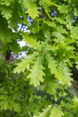 Fototapeta na wymiar Oak tree fresh green foliage