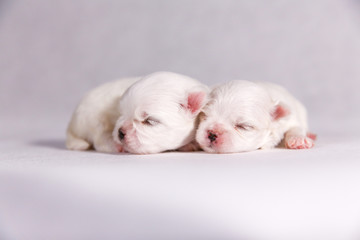 New born puppy dog. Maltese puppy on the sleeping. Selective focus on the face with blurred background