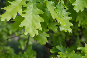Oak tree fresh green leaves