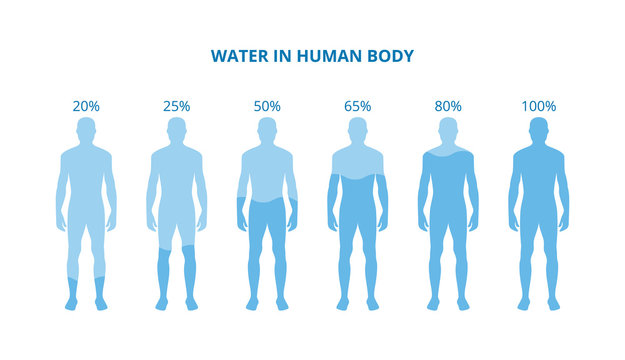 Water in human body - health poster with differently hydrated bodies