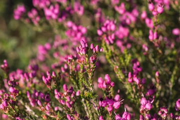 Bell heather shrub blooming in spring