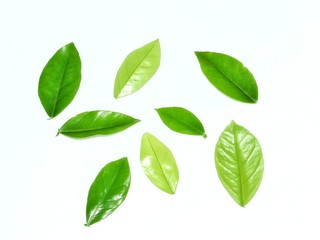 green leaves isolated on white background