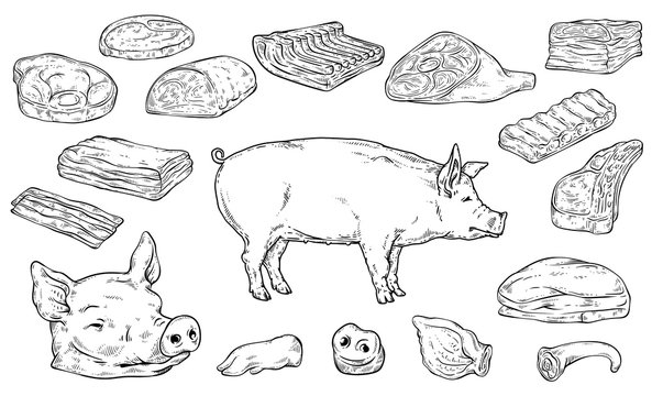 Severed big body parts and meat cuts in colorless hand drawn sketch style