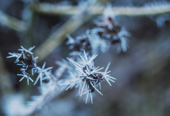 Trees and greenery covered with ice crystals in the form of icicles. Frosts with frost loss