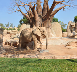 Big elephant on baobab background