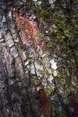  Tree bark surface