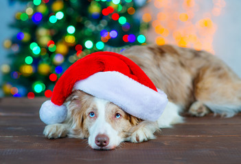 Border Collie dog in a Santa hat on his head lies near a Christmas tree