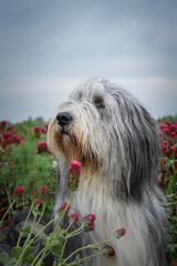Naklejka na ściany i meble Adult bearded collie is sitting in crimson clover. He want it so much.