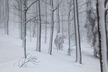 Fototapeta na wymiar Snow in the forest of the Ivanščica Mountain, Croatia