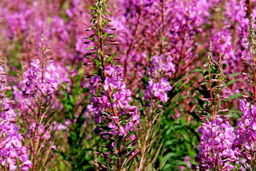 Blooming Willow herb on blue sky background, Ivan chaj tea 